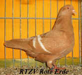 wpe1.jpg (43797 Byte)
